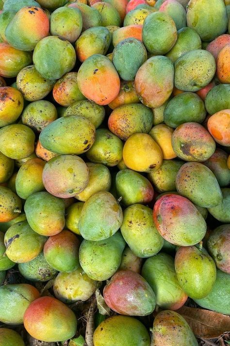 Mangue